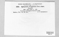 Ramularia grevilleana image